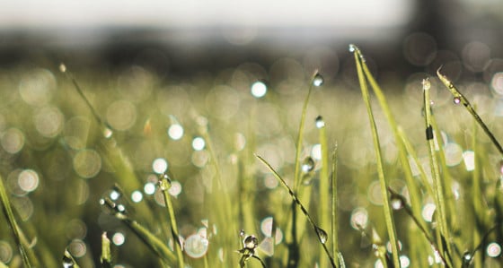 A field covered in dew