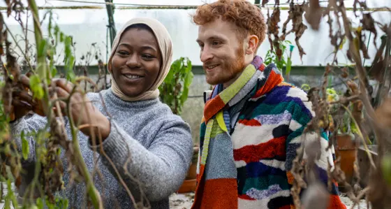 A woman and man harvesting tomatoes in a community garden