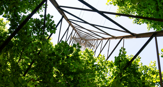 Looking through trees up to a electricity pylon