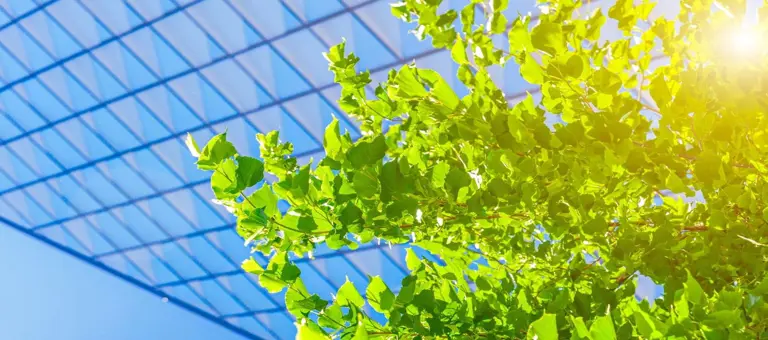 A close up of leaves and branches under a glass-panelled roof