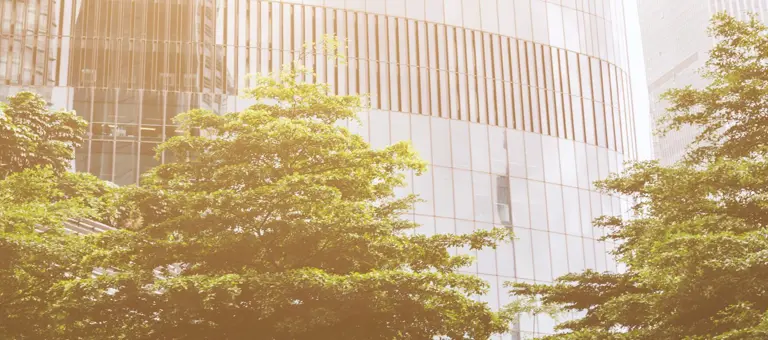 Three trees in front of large modern glass faced buildings