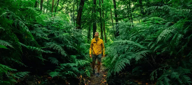 Man in a forest