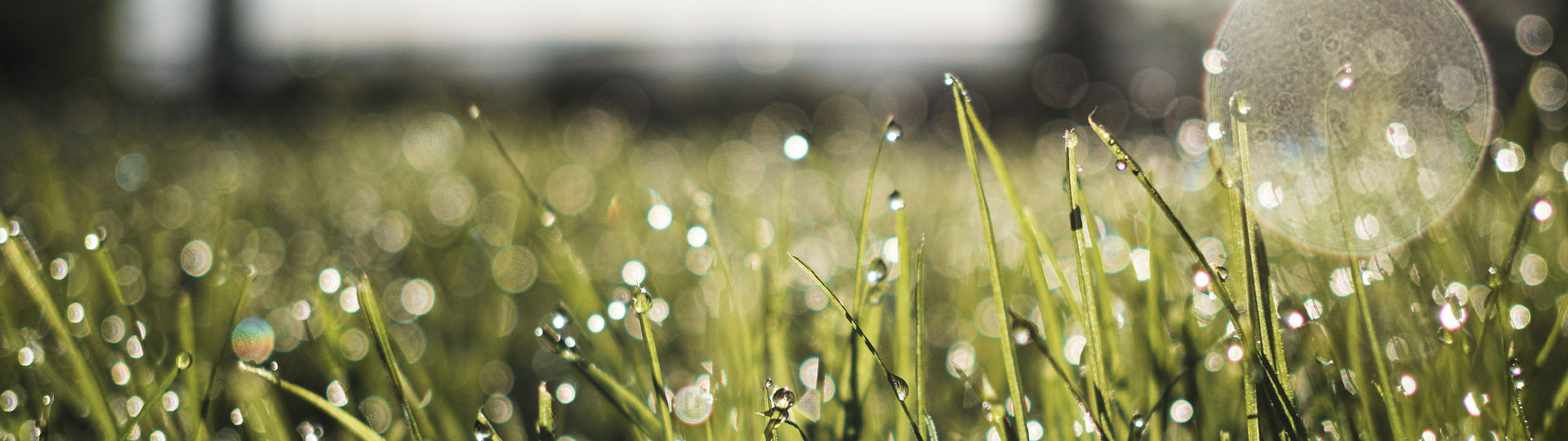 A field of grass covered in dew