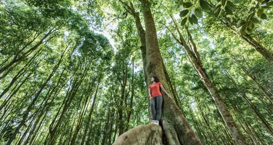 Woman on a tree