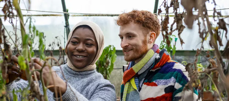 A woman and man harvesting tomatoes in a community garden
