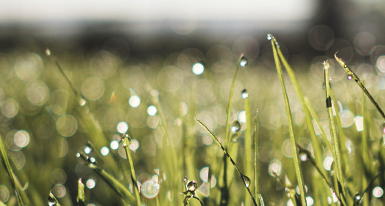 A field covered in dew