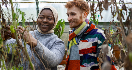 A woman and man harvesting tomatoes in a community garden